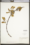 Acer saccharinum