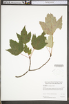 Acer rubrum var. trilobum