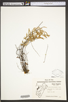 Pellaea atropurpurea