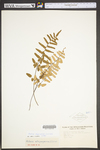 Pellaea atropurpurea