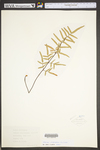 Pellaea atropurpurea
