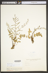 Pellaea atropurpurea