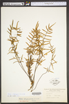 Pellaea atropurpurea