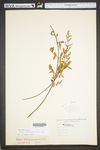 Pellaea atropurpurea
