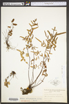 Pellaea atropurpurea