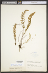 Cheilanthes lanosa
