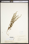 Cheilanthes lanosa