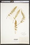 Cheilanthes lanosa