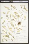 Cheilanthes lanosa