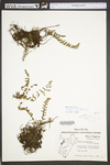 Cheilanthes lanosa