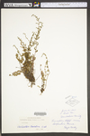 Cheilanthes lanosa