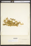 Cryptogramma stelleri