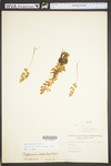 Cryptogramma stelleri