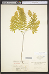 Adiantum pedatum