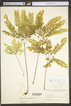 Adiantum pedatum