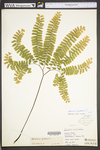 Adiantum pedatum