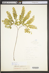Adiantum pedatum