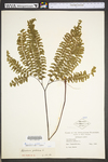 Adiantum pedatum