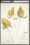 Adiantum pedatum