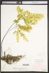 Adiantum pedatum