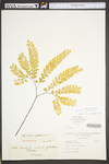 Adiantum pedatum