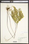 Adiantum pedatum