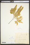 Adiantum pedatum