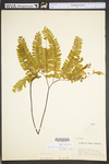 Adiantum pedatum