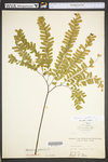Adiantum pedatum