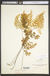 Adiantum pedatum
