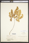 Adiantum pedatum