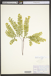 Adiantum pedatum