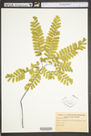 Adiantum pedatum