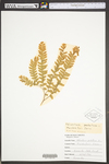Adiantum pedatum