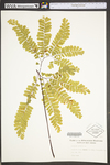 Adiantum pedatum