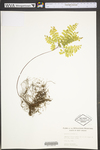 Adiantum pedatum