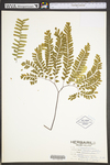 Adiantum pedatum