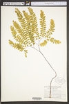 Adiantum pedatum