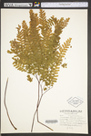 Adiantum pedatum
