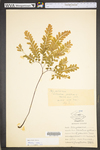 Adiantum pedatum