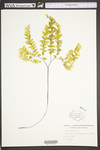 Adiantum pedatum