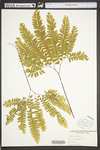 Adiantum pedatum