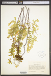 Adiantum pedatum