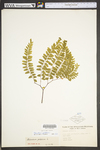 Adiantum pedatum