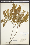 Adiantum pedatum