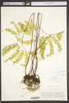 Adiantum pedatum