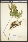 Adiantum pedatum