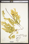 Adiantum pedatum