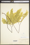 Adiantum pedatum
