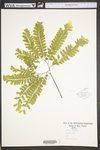Adiantum pedatum